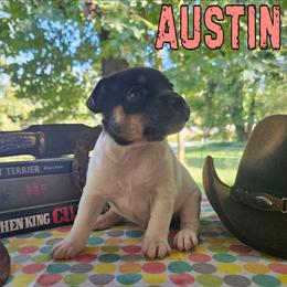 Austin - White black and tan female Rat Terrier puppy in Lynn, Alabama from Cryptic Rat Terriers