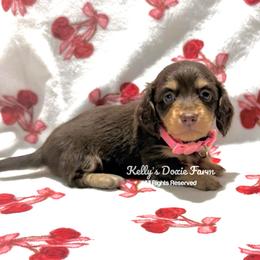 Chocolate and Cream Female Longhair Pink Collar - Chocolate and cream female Dachshund puppy in Cleveland, Tennessee from Kelly's Doxie Farm
