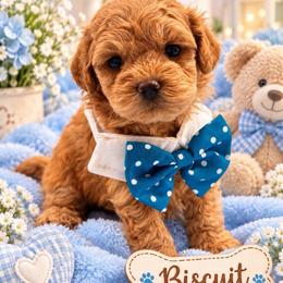 Biscuits - Brown male Shihpoo puppy in Cooper City, Florida from Jenny La Bone