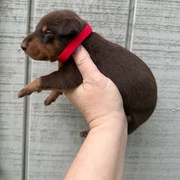 Rolo - Red and rust male Doberman Pinscher puppy in Ludowici, Georgia from Royal Destiny Kennels