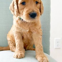 Goldendoodle Puppies from First Coast Goldendoodles