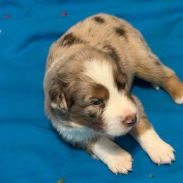 Hero - Red merle male Australian Shepherd puppy in Harrah, Oklahoma from Kamm's Aussies