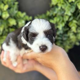 Twix- Brown collar boy - Parti male Miniature Schnauzer puppy in Oneonta, Alabama from Murphree Valley Kennels