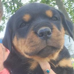Girl 3 - Black and mahogany female Rottweiler puppy in De Witt, Iowa from Irish Eyes Kennels