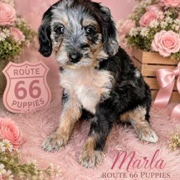 Girl 1, Marla - Blue merle female Bernedoodle puppy in Delphos, Ohio from Route 66 Puppies