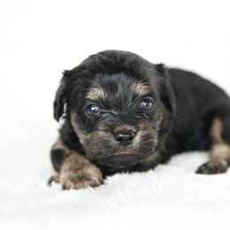 Girl 2 - Black and tan female Cavapoo puppy in Lawton, Oklahoma from Lindsey’s Cavies