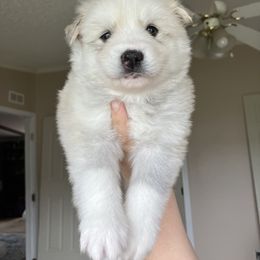 Pomsky Puppies from CNY Pocket Pomskies