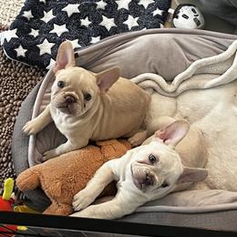French Bulldog Puppies from Foster Lake Frenchies