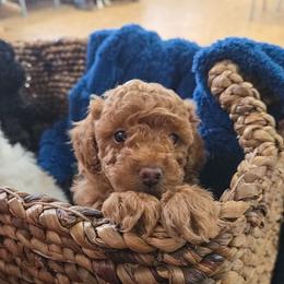 Roxy - Red  female Poodle puppy in Sonora, Kentucky from Little Land of Puppies