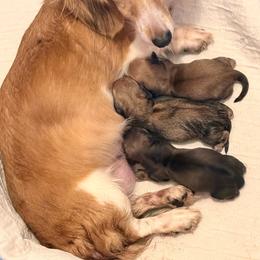 AKC Ch Sired RedCream Male - Cream male Dachshund puppy in Medina, Ohio from STORIED DOXIES