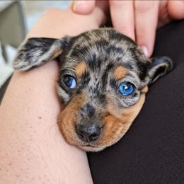 Black and tan dapple female - Dapple female Dachshund puppy in Belle Rive, Illinois from Akin's Miniature Dachshunds, LLC