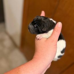 Bessie - Black female Chinese Shar-Pei puppy in Auburn, Kansas from Justin's Chinese Shar-Pei