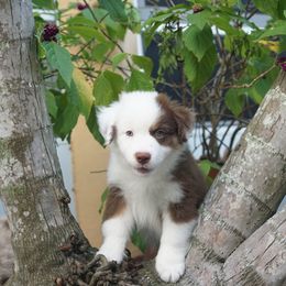 Miniature American Shepherd Puppies from Gemstone Minis