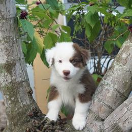 Miniature American Shepherd Puppies from Gemstone Minis