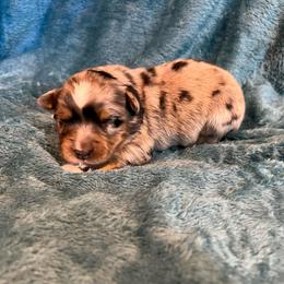 Andy - Blue merle male Toy Australian Shepherd puppy in Nocona, Texas from Rafter O Toy Aussies and Mini Heelers