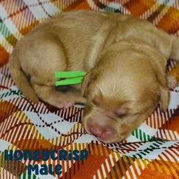Honeycrisp - Apricot male Goldendoodle puppy in Beecher, Illinois from Erica’s Doodles