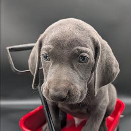 Tucker - Blue male Weimaraner puppy in Evart, Michigan from Drehbar Weimaraners