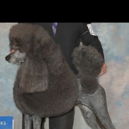 Kitty - Poodle