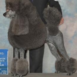 Kitty - Poodle