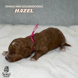 Hazel - Red  female Goldendoodle puppy in Palmetto Bay, Florida from SOMIDOODLES