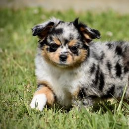 Miniature Australian Shepherd and Toy Australian Shepherd Puppies from Donna’s Toy & Mini Aussies
