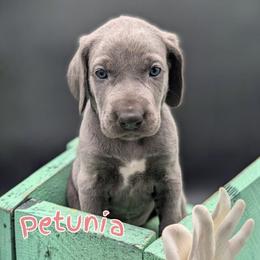 Petunia - Blue female Weimaraner puppy in Evart, Michigan from Drehbar Weimaraners