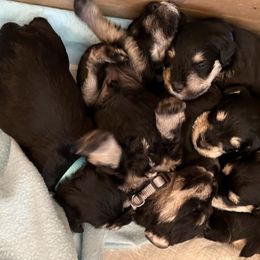 Miniature Schnauzer Puppies from Tiffany Bailey