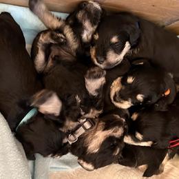 Miniature Schnauzer Puppies from Tiffany Bailey