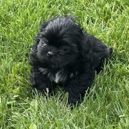 Black girl - Black and white female Shih Tzu puppy in Newark, Ohio from Gemini Kennels