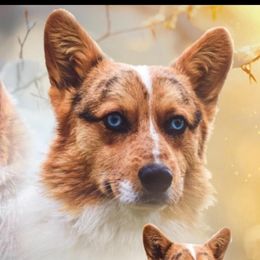 Cowboy - American Corgi