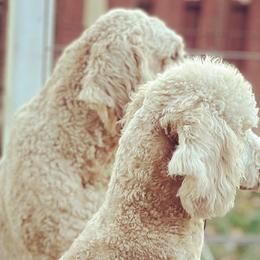 Goldendoodles and Labradoodles from Molly's Place