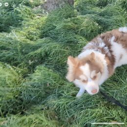 Pomsky Puppies from Tony Hwang