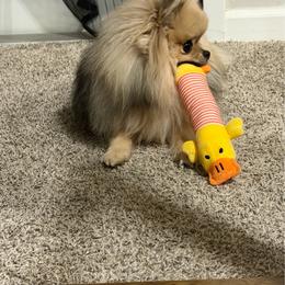 POOF - Pomeranian