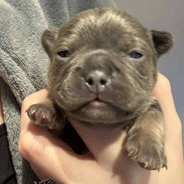Storm - Blue female French Bulldog puppy in Hemlock, Michigan from A&D Frenchies
