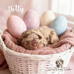 Dotty - Red merle female Aussiedoodle puppy in Roebuck, South Carolina from Dani's Dandy Doodles