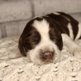 Boy 2 - Liver and white English Springer Spaniel puppy in Swainsboro, Georgia from Sweet Georgia Springers