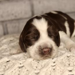 Boy 2 - Liver and white English Springer Spaniel puppy in Swainsboro, Georgia from Sweet Georgia Springers