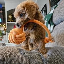 Cockapoo, Poodle, and Yorkipoo Puppies from East St. Poodles & Doodles