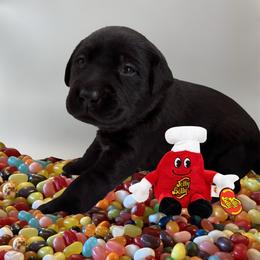 Licorice - Black male Labrador Retriever puppy in Water Valley, Mississippi from Three Lakes Labs & WHDs