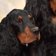 Gordon Setters from Dreamcatcher Kennel