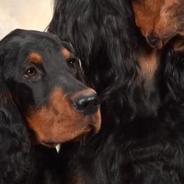 Gordon Setters from Dreamcatcher Kennel
