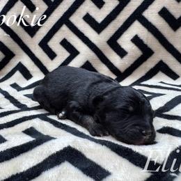 Rookie - Black tri female Miniature Australian Shepherd puppy in Corpus Christi, Texas from Elite Miniature Australian Shepherds
