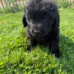 Orange - Black male Newfoundland puppy in Great Falls, Montana from True North Newfoundlands
