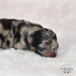 Girl 1 - Blue merle female Pomeranian puppy in Fort Jones, California from High Rocking Pom Poms