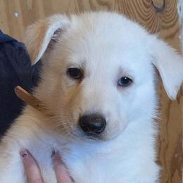 Tan - White male German Shepherd puppy in Tonopah, Nevada from Mercy's White Shepherds