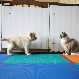 Golden Retriever Puppies from Honeysweet Goldens