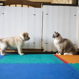Golden Retriever Puppies from Honeysweet Goldens