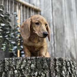 Bebe - Dachshund