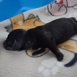Girl 1 - Black and tan female Dachshund puppy in Claremont, North Carolina from The Mini Farmhouse