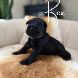 Rex - Black male Miniature Schnauzer puppy in Victorville, California from West Coast Crown  Miniature Schnauzer